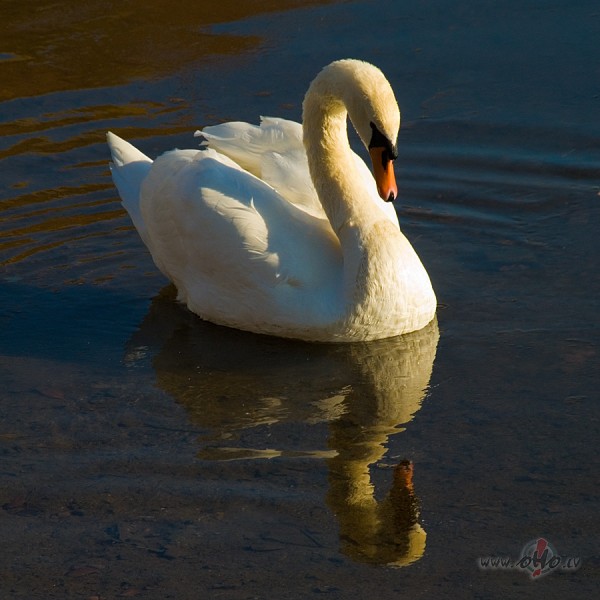 �or�t gulbji m�jai p�ri lido,Nes tie l�dzi m�lest�bu savuStarojo�u, ...