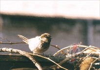 T� jau dom�ju,man b�ni�os ir neleg�lie kaimi�i,un vi�iem �obr�d ir ...