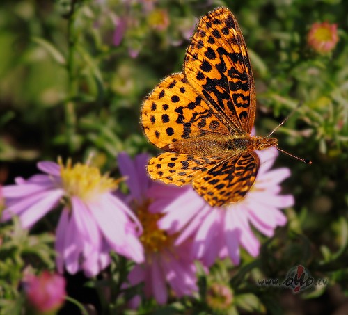 Diena b�d�ga nu irApk�rt r�mis likts ir taiNevar t� par �tru ...