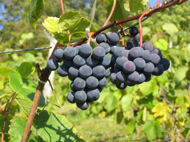 Dienas simbols&nbsp; :&nbsp; V�nogu ...