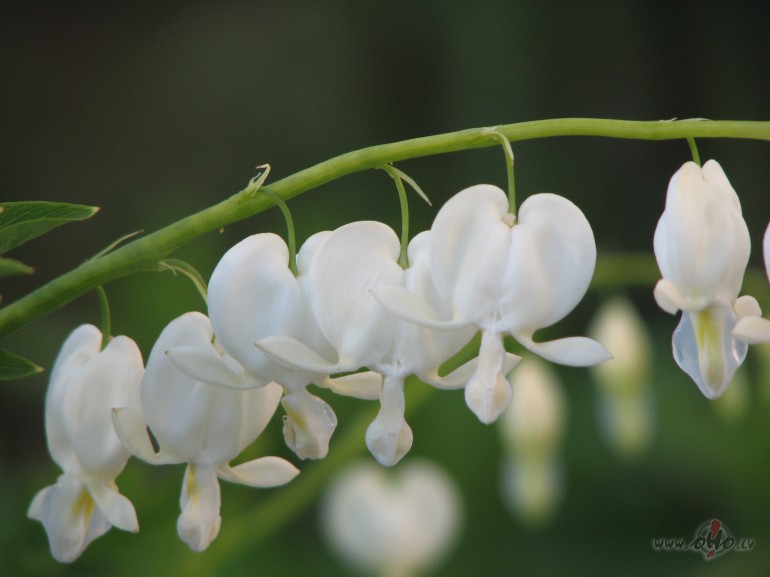 Man� d�rz� divas sirdis lauztas uzzied - balt� un sarkan� ! Kas, ...
