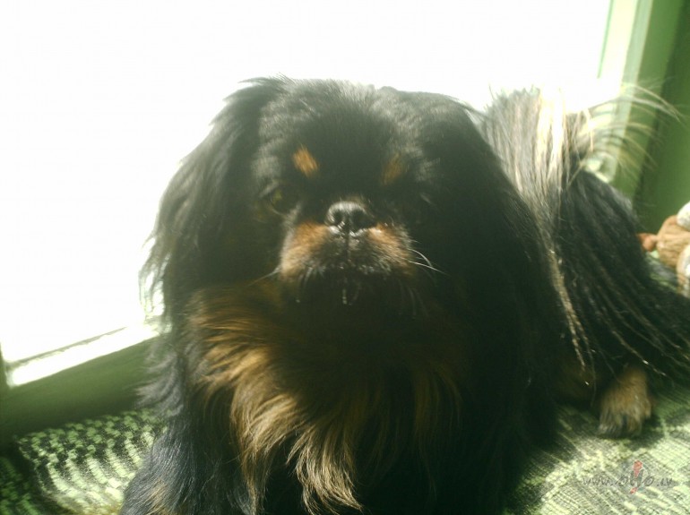 �rpr�ts!!! nu k� t� var pierast pie t�da maza kverk��a? tagad ...