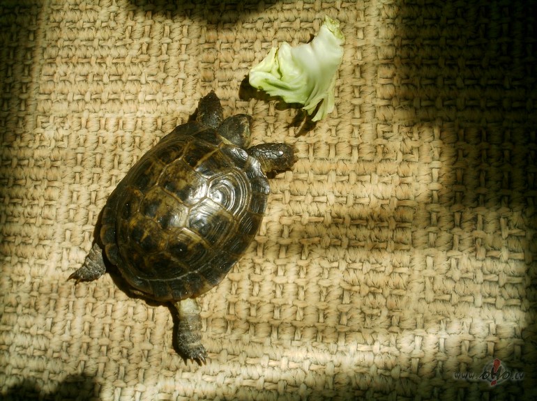 Pamod�s Pedro Alvaress!!! t�tad ar� �rzemnieki uzskata vasaru par ...