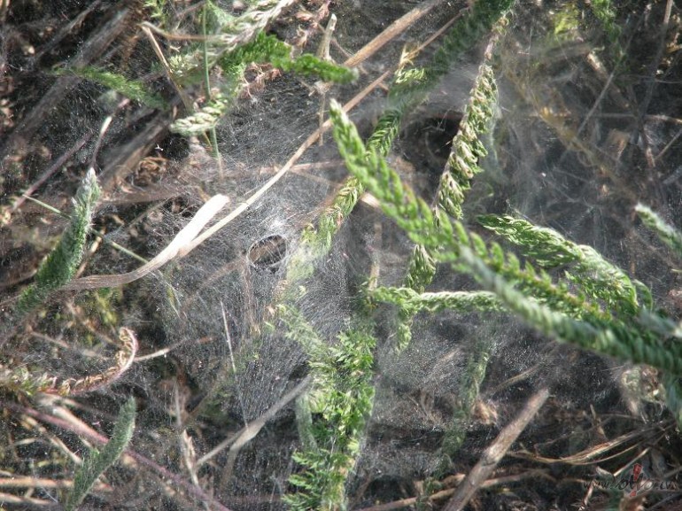 V�ji br�zmoja un sabr�zmoja, lietus ar� kl�t- tads �vaks gan pagaid�m ...