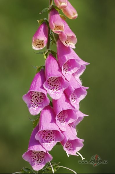 Ar sauli prieks dzimstUn debesis ple�asP�r m�ko�iem p�riDebes�s ...