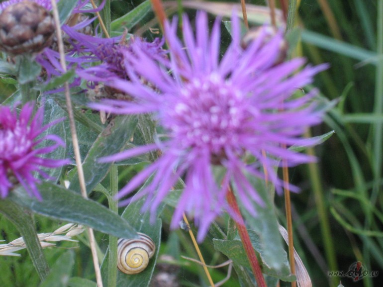 Pavasaris ir atvedis pie rokas vasaru, d�v�jis mums par prieku pa�a ...