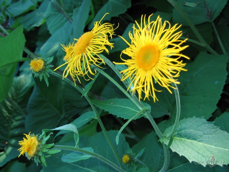 �e jums- jaukajiem v�l�t�jiem ar kau� kas-
Lai siera ritulis ...