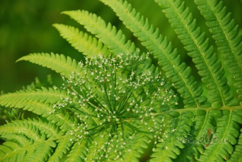 Smar�os z�le, gl�st�s v�j�,Varb�t p�r�alks zibens sp�j�.Vienreiz gad� ...