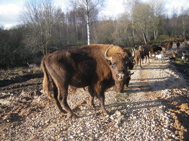 Nekad vair�k savu govi nebaro�u ar importa kombikormu! Pa�i redzat, ...