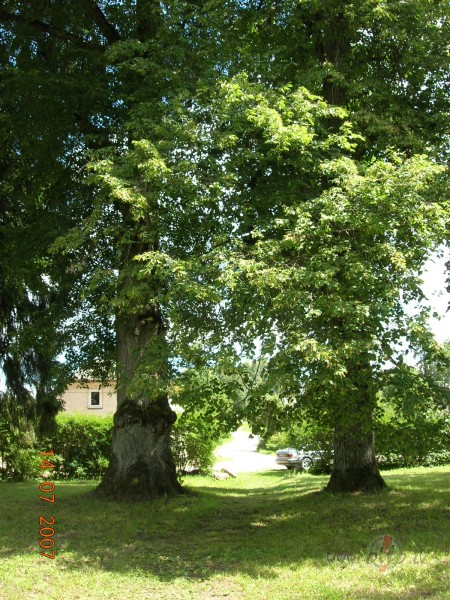 Kas nu man� Likten� ir par korekcij�m? Pien�ca vasara, jau zied ...