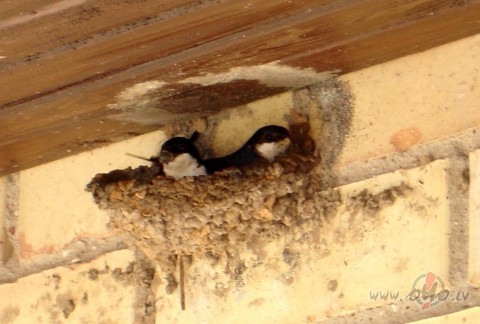 Lido divas bezdel�gas ,�er mu�i�as.P�k��i viena saka:
- Laikam b�s ...