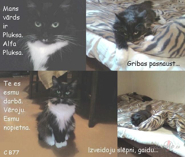 Bildes!!!