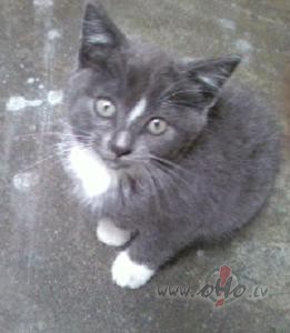 ESMU SLIMA:))
J�, esmu slima ar fotograf��anu:)) tas baciilis ir ...
