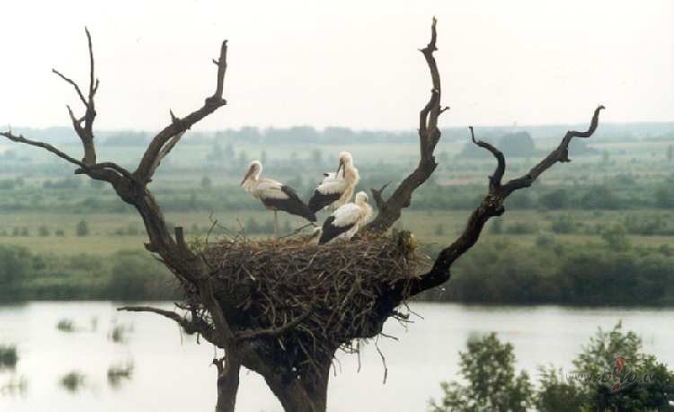 Vakar ..sv�tdien� ....braucu un skatos ..p�ava..traktors p�auj ...