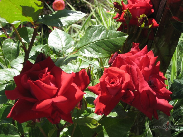 Visa �� pasaule turas uz&nbsp;sirdspukstiem,&nbsp;dv�sel�m, acu ...