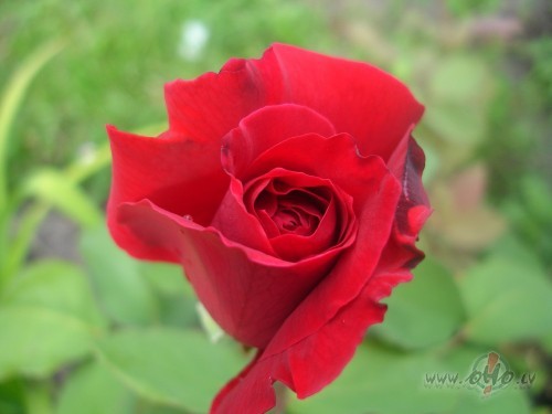 Rozes man �odien ir br�v�bas simbols:
&nbsp;&nbsp;&nbsp; Ziedkausos ...