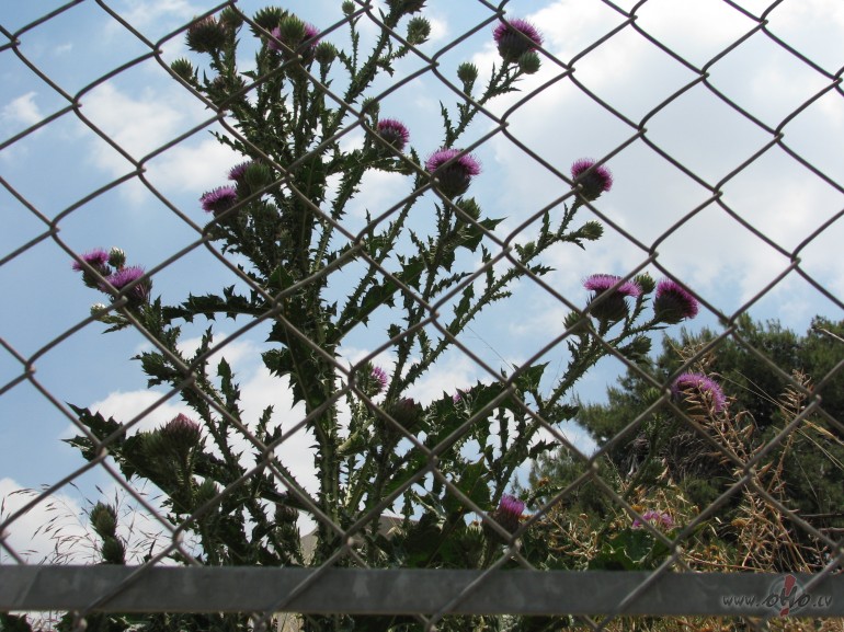 Nav pie�aujamu un nepie�aujamu kaisl�bu. Visas kaisl�bas ir labas, ...