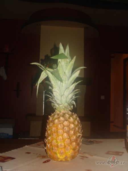 




Hmmm, vai tie��m p�c t�, ko �dam, var noteikt cilv�ka ...