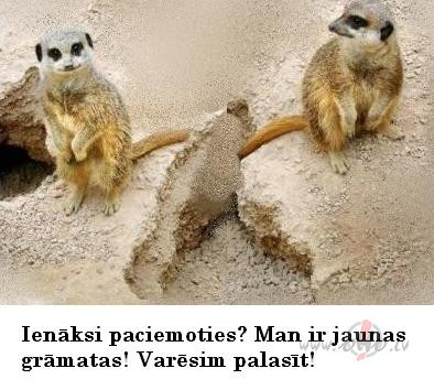 No surikatu vienk�r��s ikdienas dz�ves.
