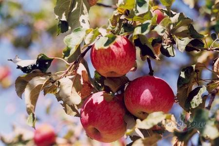 Sp�d saule, lietus l�st,Ik katru mirkli kaut kas main�s,Te ievas ...