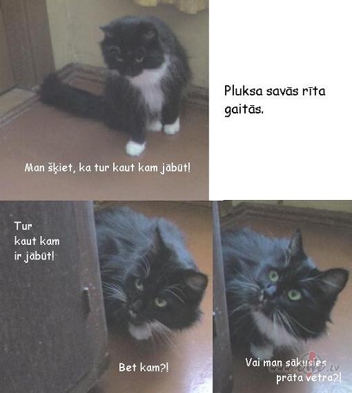A.P.:))) Alfa Pluksa.
