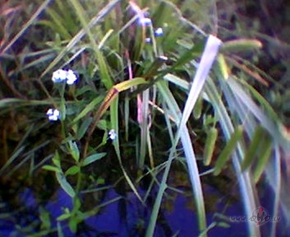 Kad s�p, tad kliedz, cit�di visp�r klus�si m���gi m��am....