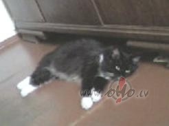 Un atkal priec�gs pr�ts, jo...(klusi��m, klusi��m, ar m�kst�m ...