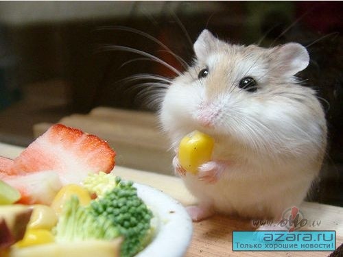 Tik labi b�t -m�j�s, kur&nbsp; zied pu�es, vienm�r grib�s kaut ko ...