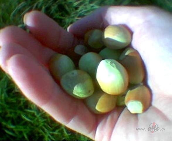 &nbsp;Zvaig��u lietus augusta nakt�s,Aukstas lietus l�ses aiz siltas ...