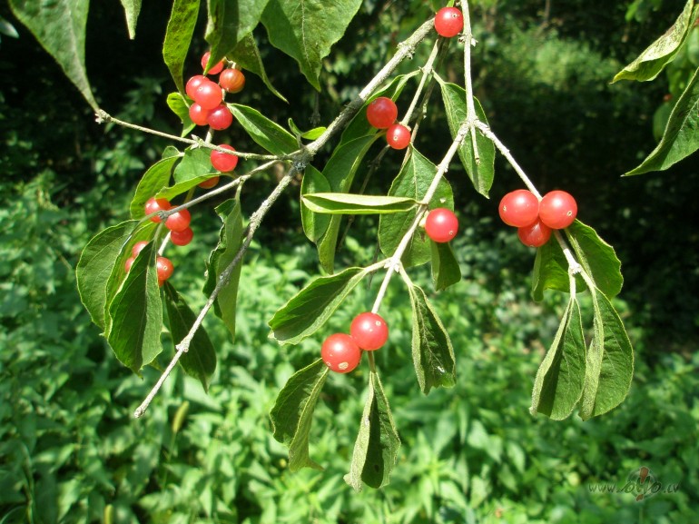 Es nesp�ju aiziet neatvad�jies..vi�� teica...
tas noz�m� ka tu vairs ...