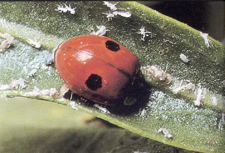 Ko Tu, b�dams m�kslinieks, ar vienu otas v�zienu uz���ptu uz audekla? ...