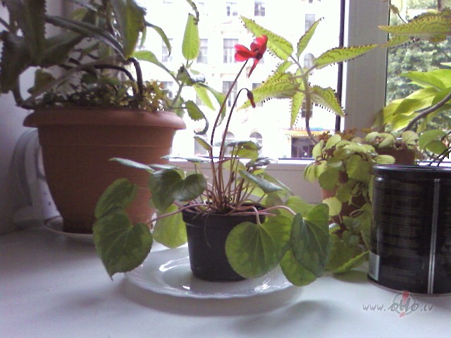 Labr�t! Uzzied�ja :))) Visu vasaru apzin�gi kopu, nu ir prieks:)))