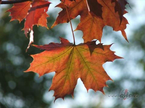 Sirds kr�t k� lapa v�j�,vai no�ers to v�l k�ds?