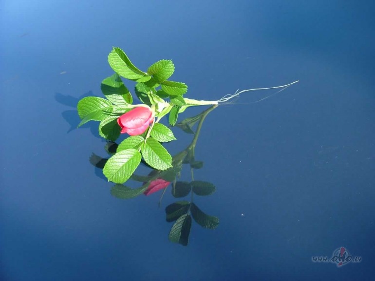 Man s�p tik pat �oti k� Tev,V�l vair�k un vair�k,Kad tuv�k Tu n�c,Un ...