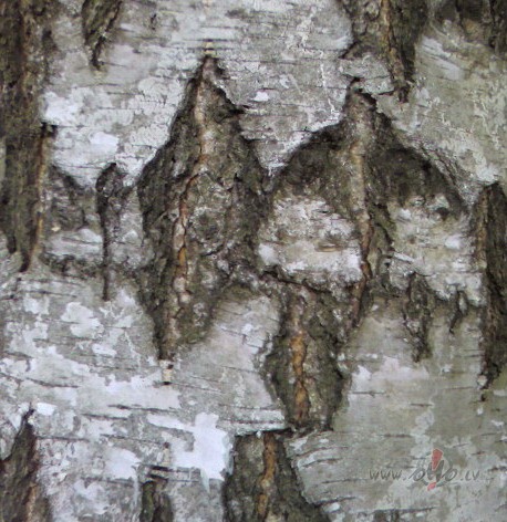 Kokiem ir tik da��da miza:))