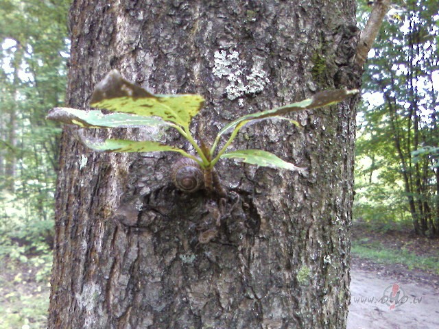 Viens pa mizu g�ja, mugur� tam m�ja:))