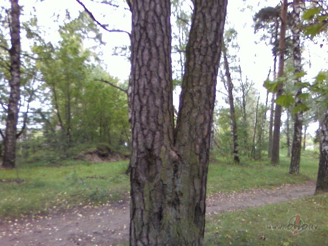 Me�� aug vis�di koki:))