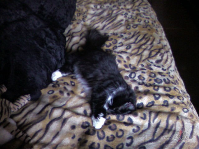 Kas nekai� Pluksi�ai:))