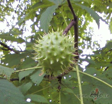 PAR ASTO�K�JI&nbsp;
no�erts visliel�kaisasto�k�jisie��ries t�kl� kad ...