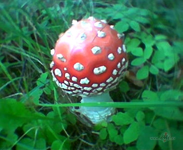 &nbsp;&nbsp; Ir cilv�ki, kuri no mu�mir�m gatavo pavisam norm�lu, ...