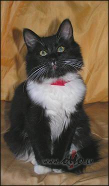 Tr�s reizes no��aud�jos...parasti ��audu tikai divreiz...diez ko tas ...