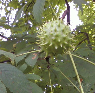 Kasta�i v�l nekr�t, turas stingri. Bet tad, kad krit�s, tad mizas ...