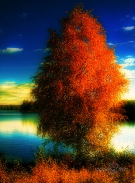 Iekr�so k�avas ar m�lest�bu,Ar ilg�m b�rzus,K� sudraba st�gas p�ri ...