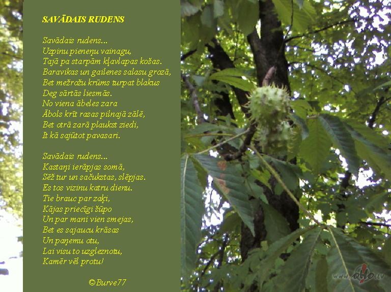 No liel� kasta�koka l�ni lapas kr�t,Jau zaros rudens aug�us varu ...