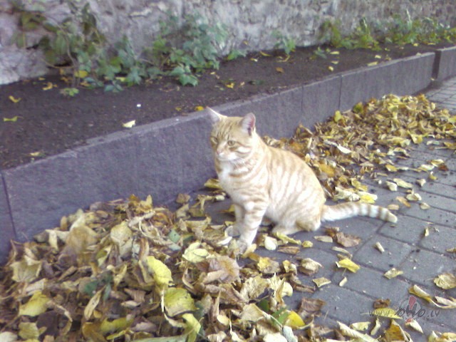 Rudens iet p�r laukiem p�ri,Nokr�sojot visu �ri.Vair�k nezinu, ko ...