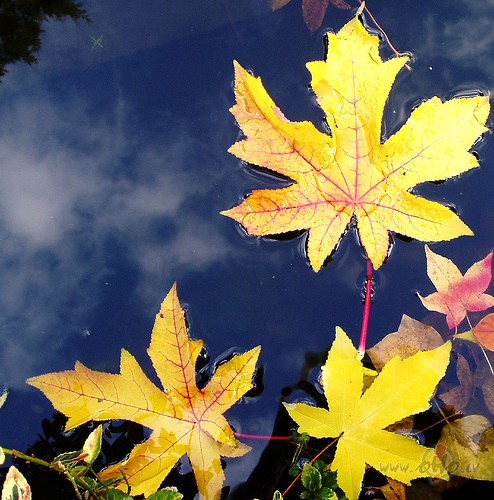 N�c, man�s sap�u lietav�s, n�c,Nezaud� galvu,nenopl�c pu�es,Lapas tik ...