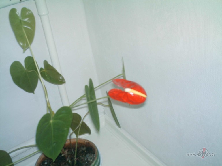 Lai cik tas neb�tu d�vaini, bet man uzzied�ja pu�e...man:))) gal�g ...