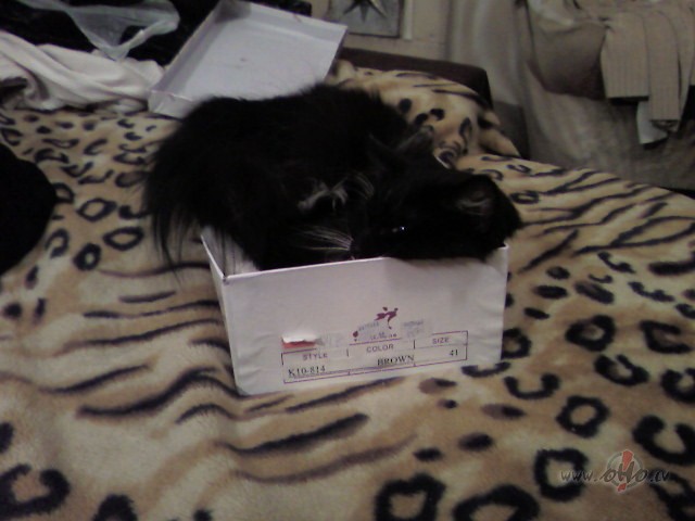 Jo, jo, oho!
Viss notiek tie�i t�,K� notiek Anglij�!Ja jaut�si: nu, ...