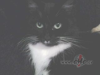 Par m�lest�bu nerun�sim, lai citi parun�, ja grib, m�s&nbsp;manu ve�u ...