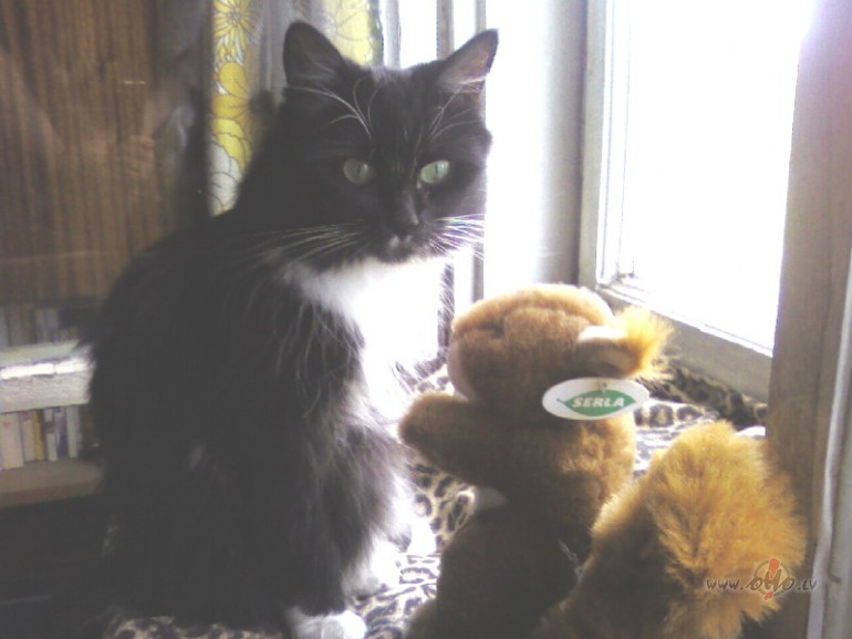 Man teica, ka Vispasaules 1.ka�u salidojum� katrs&nbsp;ka�is ierodas ...